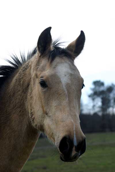 AKHAL-T&Eacute;K&Eacute;