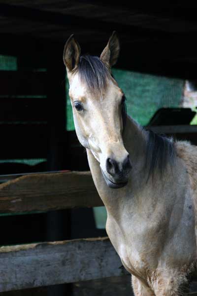 AKHAL-T&Eacute;K&Eacute;