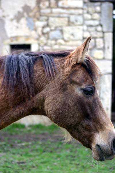 AKHAL-T&Eacute;K&Eacute;