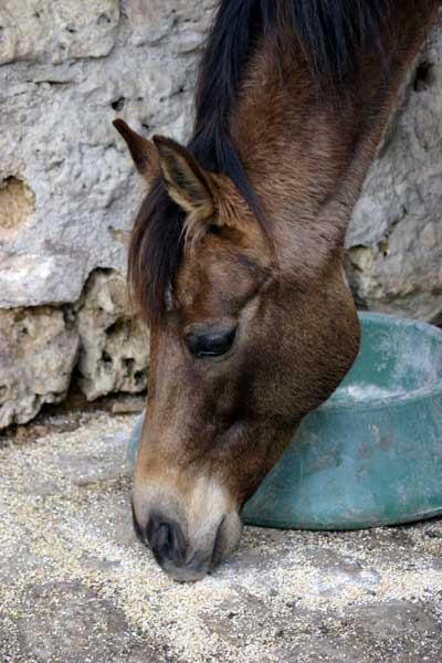 AKHAL-T&Eacute;K&Eacute;