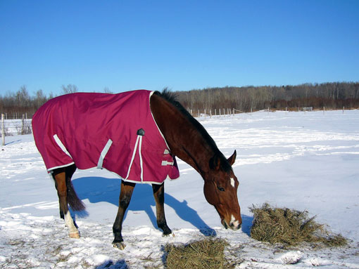 Selle Fran&ccedil;ais