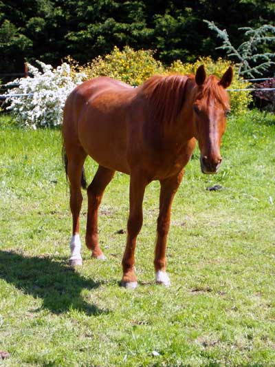 Trotteur Fran&ccedil;ais