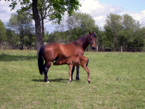 Trotteur Fran&ccedil;ais