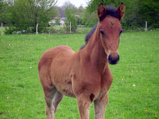 Trotteur Fran&ccedil;ais