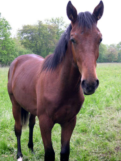 Trotteur Fran&ccedil;ais