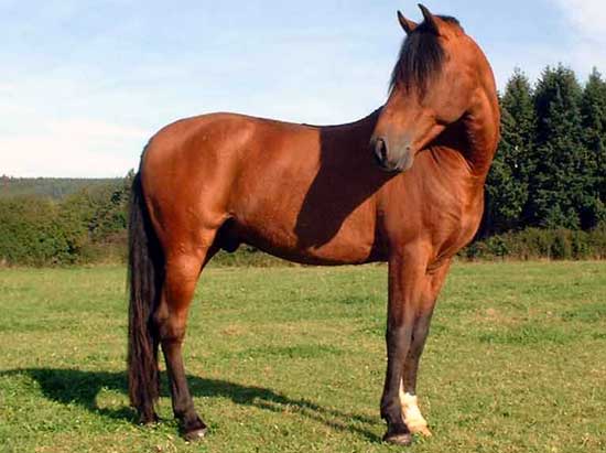 PURE RACE ESPAGNOLE (ETALON)