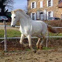 PURE RACE ESPAGNOLE (ETALON)