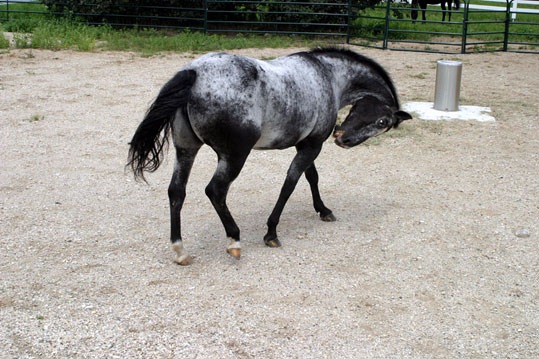 Appaloosa