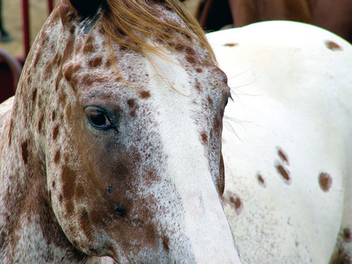 Appaloosa