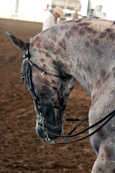 Appaloosa*