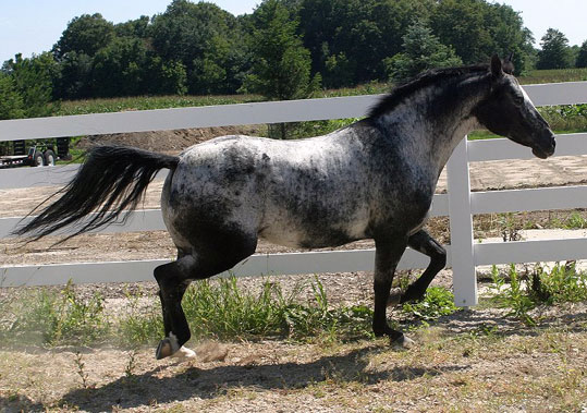 Appaloosa