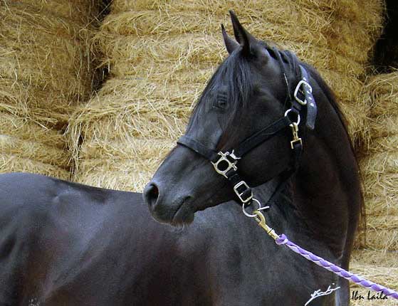 ARABE NOIR (POULICHE)