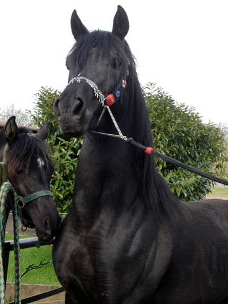 ARABE NOIR (POULICHE)