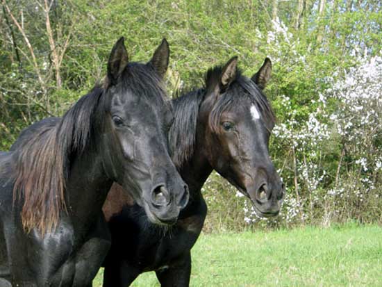 ARABE NOIR (JUMENTS)