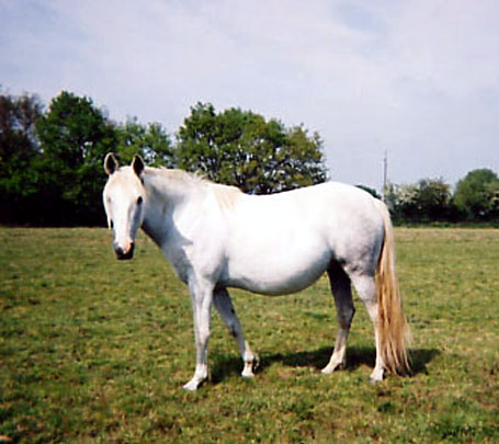 ARABE BARBE (POULINIERE)