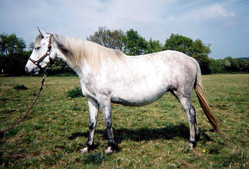 ARABE BARBE (POULINIERE)