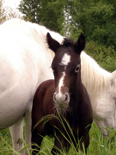 Camargue (poulain)