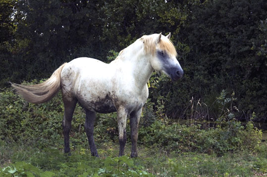 Camargue
