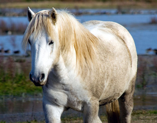 Camargue