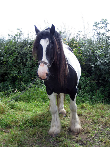 IRISH COB (TINKER)