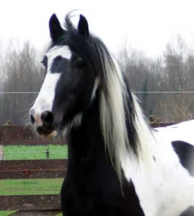 Irish Cob