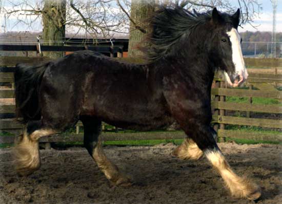 Irish Cob