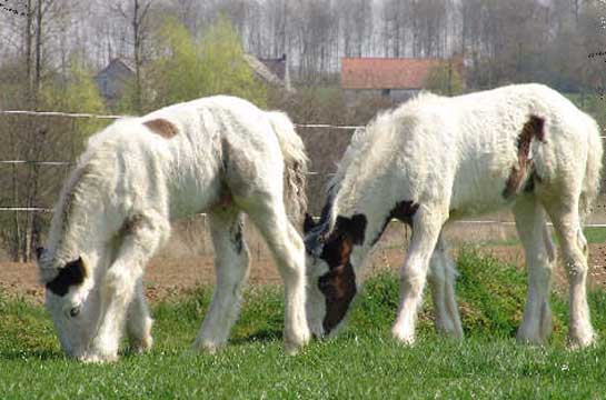 Irish Cob