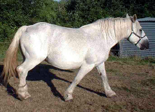 POITEVIN MULASSIER (JUMENT)