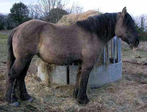 POITEVIN MULASSIER (JUMENT)