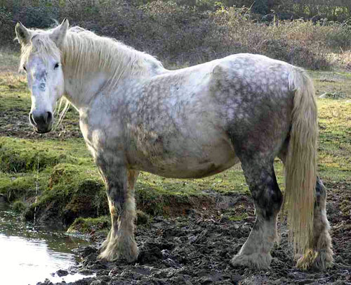 POITEVIN MULASSIER (JUMENT)