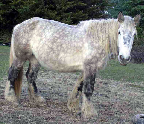 POITEVIN MULASSIER (JUMENT)