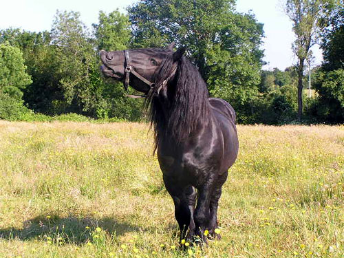 POITEVIN MULASSIER (ETALON)