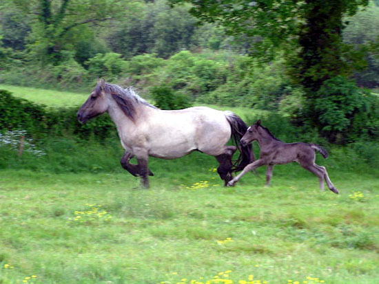 POITEVIN MULASSIER (POULICHE)