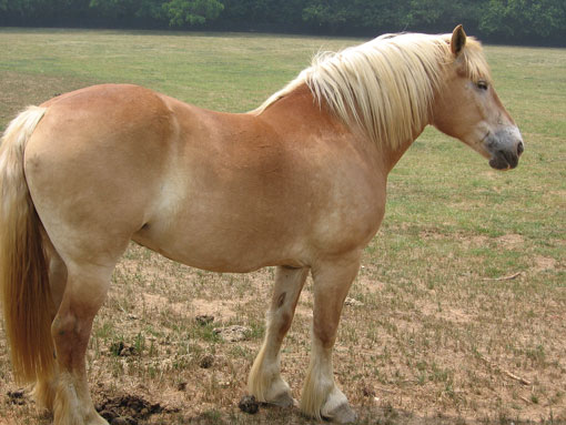 Trait Belge (Brabant)