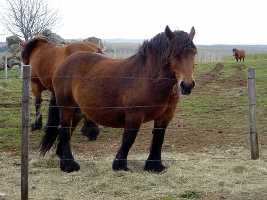 Ifsa equin ardennais01