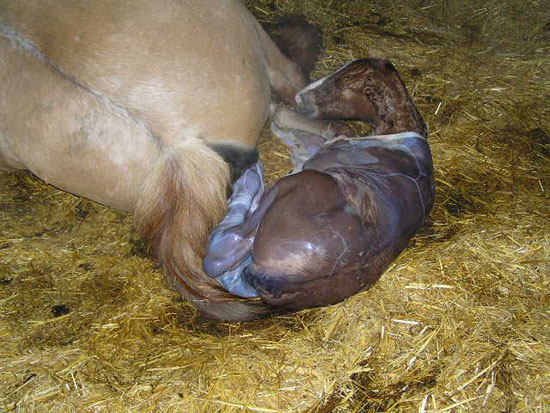 Naissance D Une Pouliche Trait Poitevin