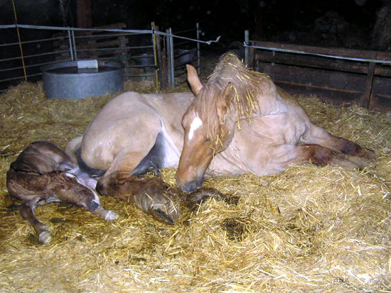 Traitpoitevinnaissancepouliche03