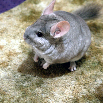 Chinchilla