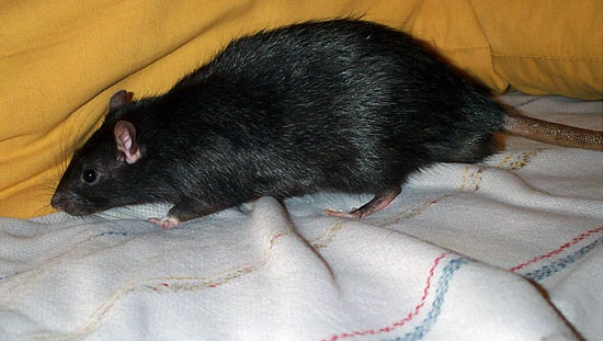 Noir Marquage Berkshire