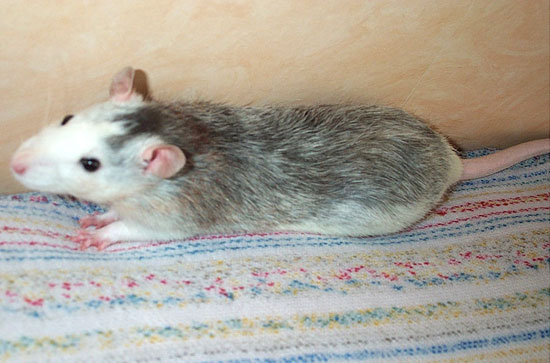 Noir Marquage Berkshire