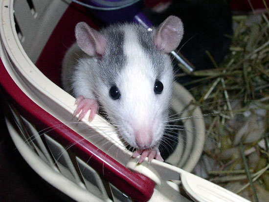 Couleur Noir Marquage Cap Stripe