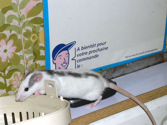 Noir Marquage Cap Stripe