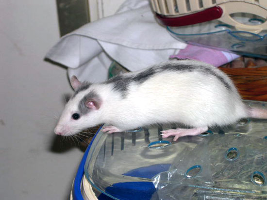 Noir Marquage Cap Stripe