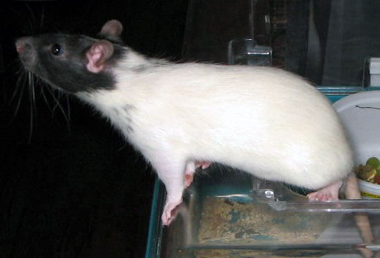 Noir Marquage Cap&eacute; Etoil&eacute;