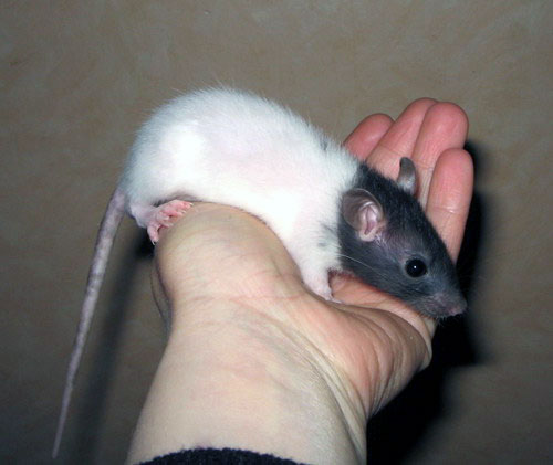 Noir Marquage Cap&eacute; Etoil&eacute;