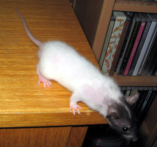 Noir Marquage Cap&eacute; Etoil&eacute;