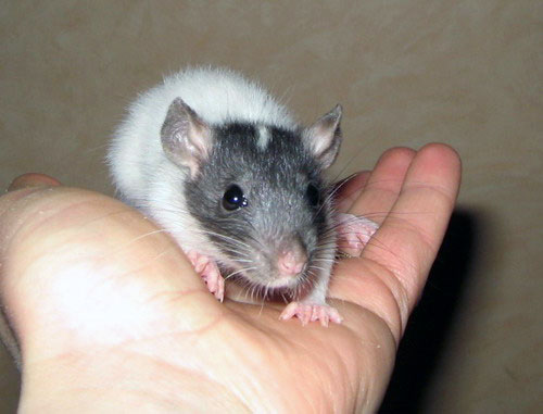 Noir Marquage Cap&eacute; Etoil&eacute;