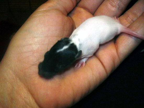 Couleur Noir Marquage Cap&eacute; Etoil&eacute;