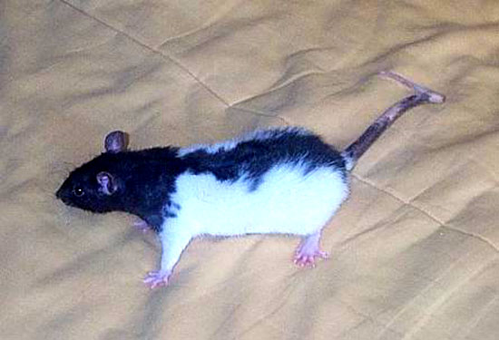 Noir Marquage Hooded