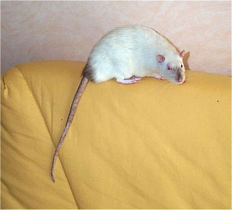 Couleur Seal Point de base noire